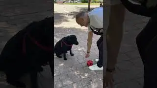 Моя собака/ воспитанный и умный лабрадор