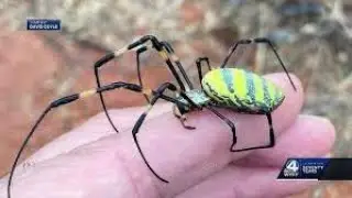 Giant Flying Joro Spiders Come to the East Coast