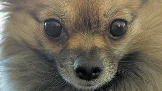 Pomchi destroys lingerie then runs