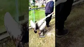 Voleva Mangiare Persino... La Testa Del Padrone!😨