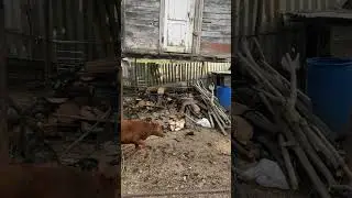angry cow