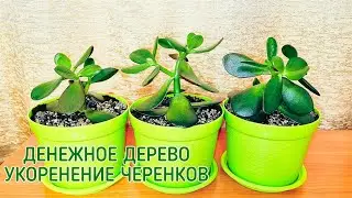 Денежное дерево. Толстянка. Укоренение черенков.