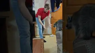 енот Хрюндель прыгает на хозяина