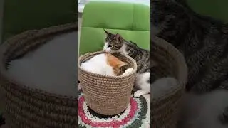 Кошки мое рукоделие оценили) #shorts