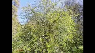 Bird Song Quiz 6