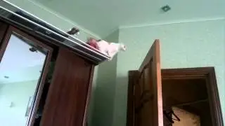 Cat Fail