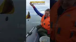 Привет, дружок! А глаза то, глаза!