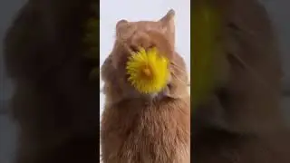 Nomnom eating a flower cute eating video❤#shorts #nomnomlover #cutevideos #cutenomnom #short