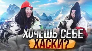 Возьми собаку домой из приюта вместо новогодней елки. Фильм о приюте 