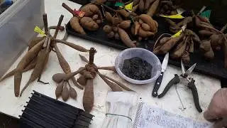 Dividing dahlia tubers.