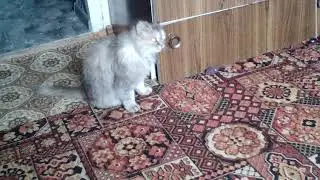 Наша кошка Муся 12 01 19