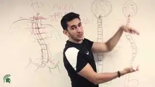What is Scoliosis | How Does It Occur | How Is It Corrected?