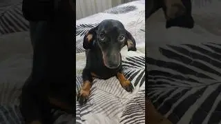 Вот и всё,вот и кончилось тёплое лето.. #animaldog #такса  🌞