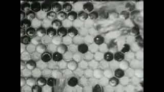 Bee City (1951)