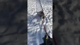 зимняя прогулка  приколы 2022 #shorts  #tiktok  #dog  #funny  #animal