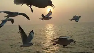 Flocks of Birds | Free 4K Stock Video