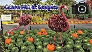 Canon 90D 4k UHD Video Samples