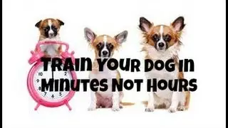 Dog Training Basics Train Your Dog In Minutes Not Hours