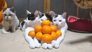 のせ猫 x みかんピラミッド　Mandarin orange pyramid