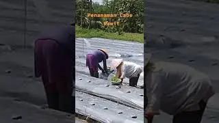 #PenanamanCabeRawit#TanamanHortikultura#LahanSawah

Kamu Keren Kalau Pakai Ini : https://shope.