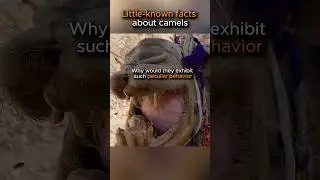 Survival skills chosen by camels to survive in the desert
