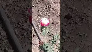 Новички отправились  на ПМЖ.28.09.2024год.