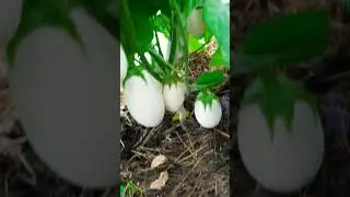 Сорт баклажана " Пушок" ну очень урожайный и вкусный 🍆👌❤️ #баклажаны ба #оттатьяныслюбовью #огород