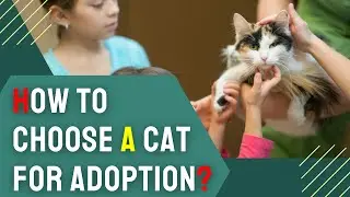 How to Choose a Cat for Adoption? Essential Tips for Future Cat Owners