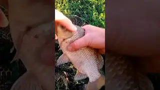 😱 Його доля ВИРІШЕНА - піде на СКОВОРІДКУ 🤷‍♂️🐟 #shorts #fishing #рибалка
