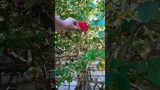 Të këputa por si një Lule