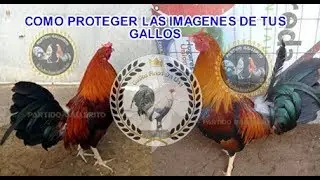 COMO PROTEGER LAS IMAGENES DE TUS GALLOS PARA INTERNET