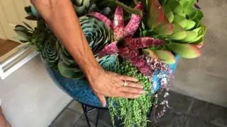 Potted Succulent Arrangements