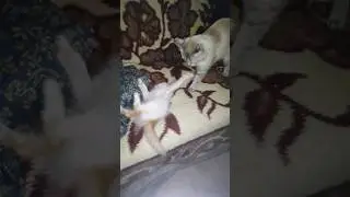 МАЛЕНЬКИЙ ПРОТИВ БОЛЬШОГО🐈😾