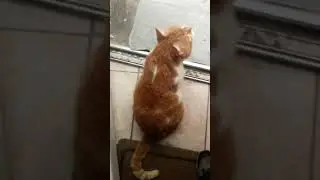 My cat talking to a swallow