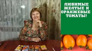 ЛЮБИМЫЕ СОРТА ЖЕЛТОПЛОДНЫХ И ОРАНЖЕВЫХ ТОМАТОВ!