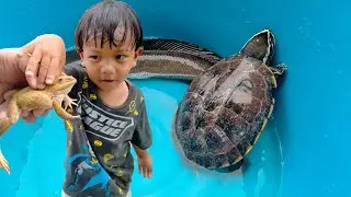 แม็คโครขุดดิน จับปลาช่อนใหญ่ เต่า กบ ปลาหนีน้ำ | พี่ปลื้ม