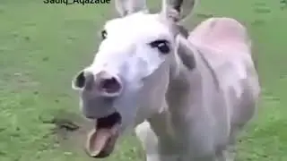 Равшан