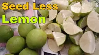 Seed less Lemon Juice | بیج کے بغیر لیموں | Lemon Juice