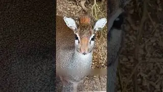 Самая маленькая антилопа в мире Дик-Дик 🦌🥹 