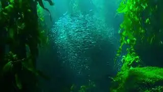 #Футаж стая и косяк рыб ◄4K•HD► #Footage school of fish