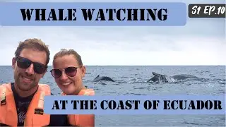 Whale watching at the coast of Ecuador!  🐳🐋  | S1 Ep. 10
