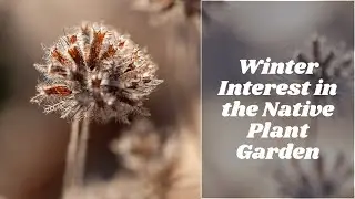 Native Plant Garden Tour Jan 2024 - Evergreen Groundcover, Wildlife Habitat & Winter Interest