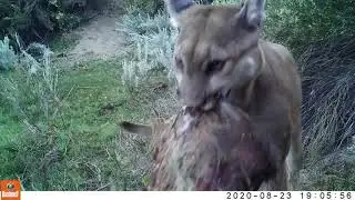 A Matter of Life and Death (Puma concolor)