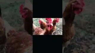 Just another day on the farm feeding the chickens