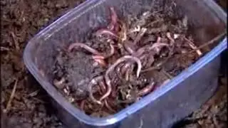 Калифорнийские черви. Сюжет новостей