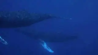 Humpback Whales (Mating Dance?)