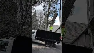 huge tree log 3 x bigger than worker #mountains #treeing #precisiontreefelling #treeclimber #tree