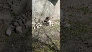 Кот Серый наелся... даже шашлыка не хочет...