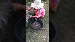 វៀតណាមយកជន្លេនធ្វើ កាពិ