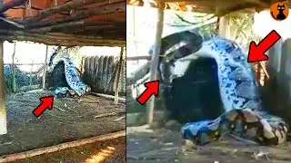 【驚愕】インドの民家に怪物級の大蛇が...中東周辺で目撃された未確認生物８選(ゆっくり解説)#104.